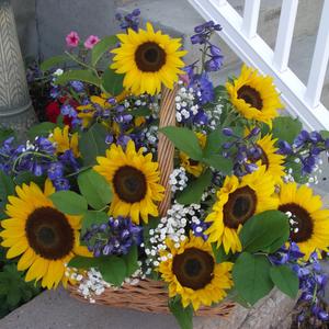 Basket of Sunshine.jpg